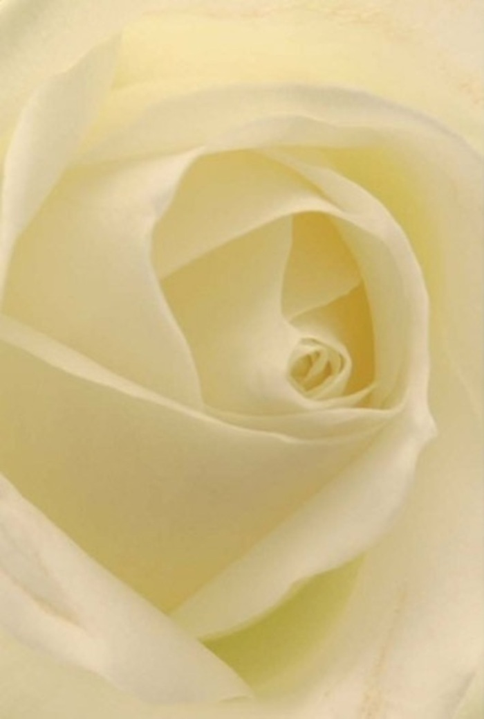 As your gaze is drawn closer to this classic white rose, the interplay of softness and dimension within each petal becomes unmistakably clear-a sight that echoes the refined beauty found in Carshalton's historic estates. The bloom's core spirals gracefully, surrounded by outer petals blending tones of cream and pure white. The lighting is gentle yet purposeful, mimicking sunlight streaming through local church windows on a peaceful Sunday morning. Each soft shadow and highlight accentuates the flower's layered structure, making the rose appear softly lit from within. The sense of tranquility is strong-each detail, from the matte, silky surfaces to the almost imperceptible shifts in shade, speaks of care and intention. As a local florist, I'm reminded how such a rose suits occasions both joyous and solemn: an elegant centrepiece at an All Saints wedding, a heartfelt token of apology, or a tender tribute for sympathy gatherings in Carshalton. The near-perfect spiraled heart symbolizes purity and gentle resilience, while the quiet fragrance imagined in the air conveys serenity and hope. It's a testament to natural beauty perfected by skilled hands-crafted with the same attention our team at Flowers Carshalton brings to every fresh arrangement delivered locally. Each detail here is an invitation to pause, reflect, and appreciate the timelessness that a carefully chosen rose brings to moments that matter.